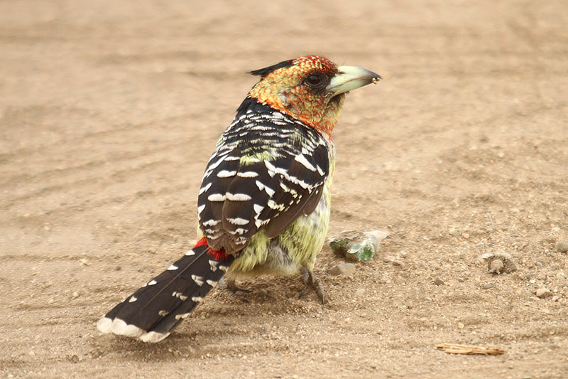 Crested Barbet by Mick Dryden