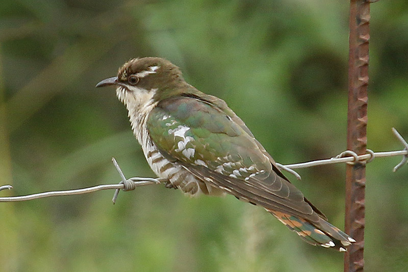Diderik Cuckoo by Mick Dryden