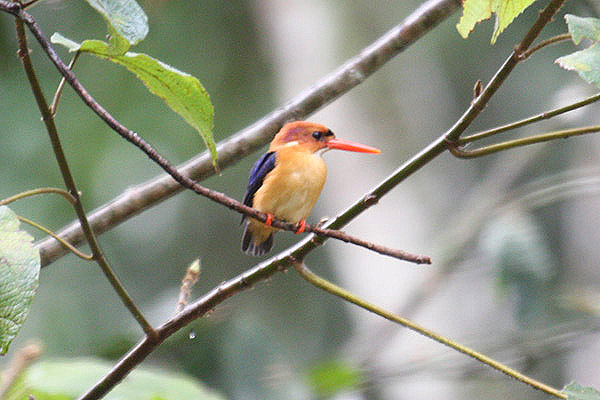 Dwarf Kingfisher by Mick Dryden