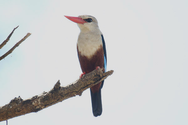 Grey-headed Kingfisher by Mick Dryden