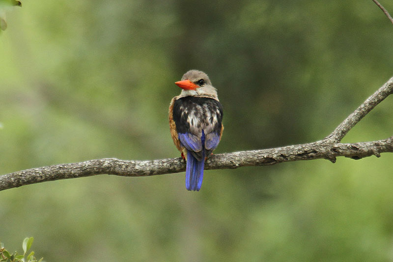 Grey-headed Kingfisher by Mick Dryden