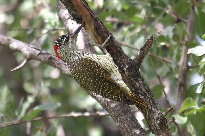 Golden-tailed Woodpecker by Mick Dryden
