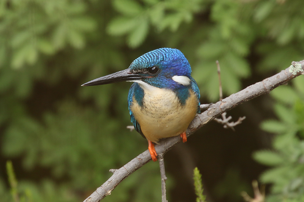 Half collared Kingfisher by Mick Dryden