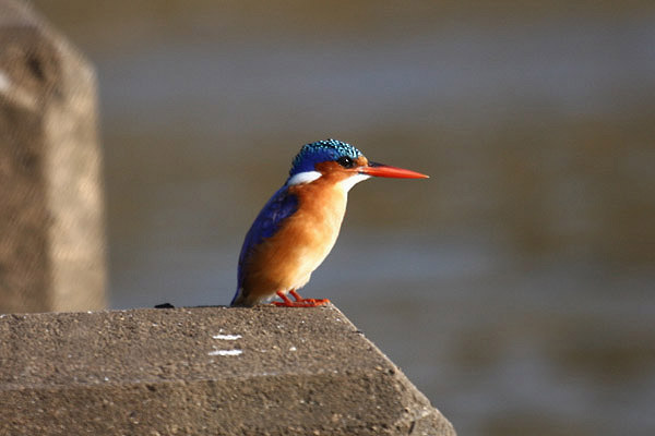 Malachite Kingfsher by Mick Dryden
