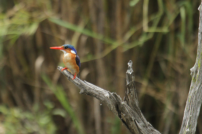 Malachite Kingfisher by Mick Dryden