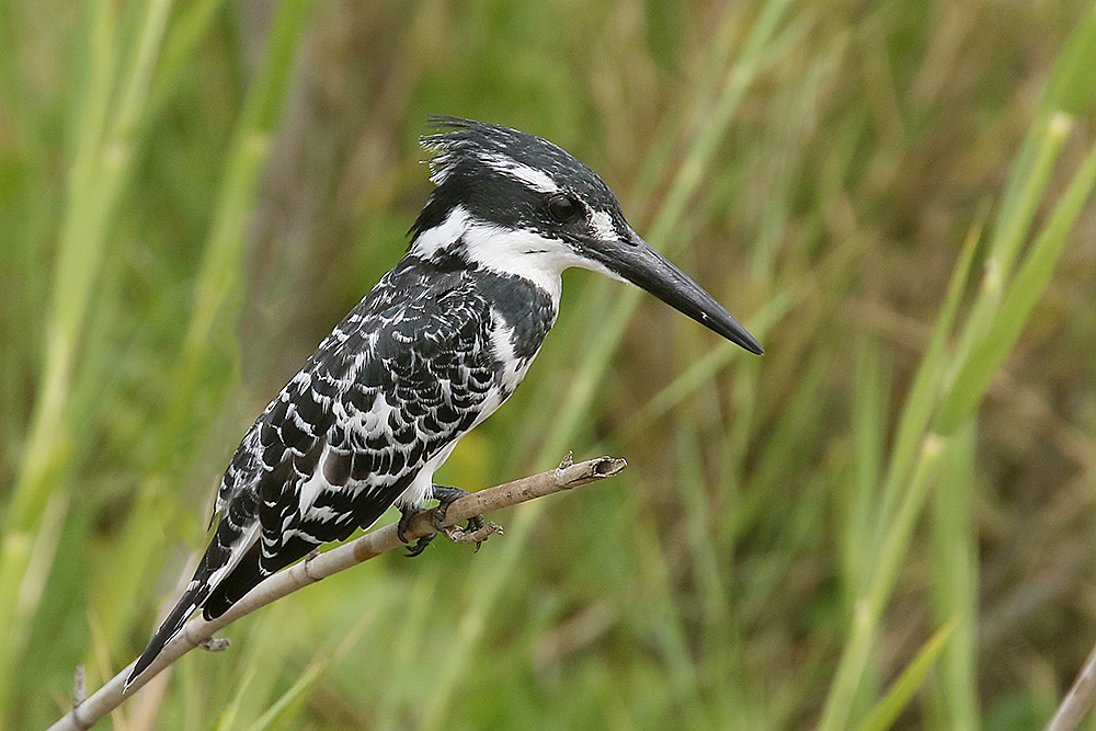 Pied Kingfisher by Mick Dryden