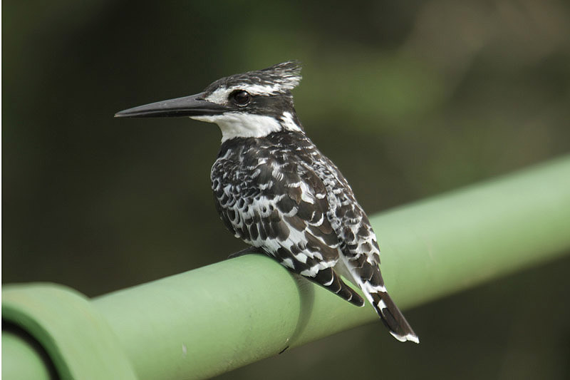 Pied Kingfisher by Mick Dryden