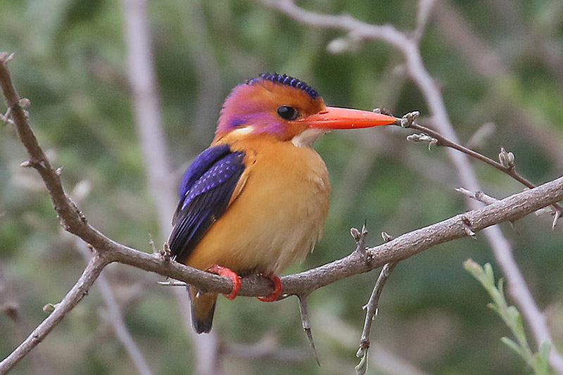 African Pygmy Kingfisher by Mick Dryden