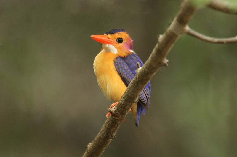 African Pygmy Kingfisher by Mick Dryden