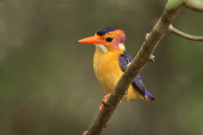 African Pygmy Kingfisher by Mick Dryden