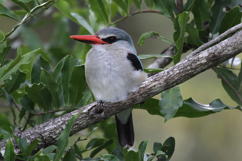 Woodland Kingfisher by Mick Dryden