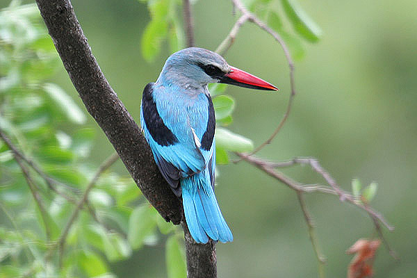 Woodland Kingfisher by Mick Dryden