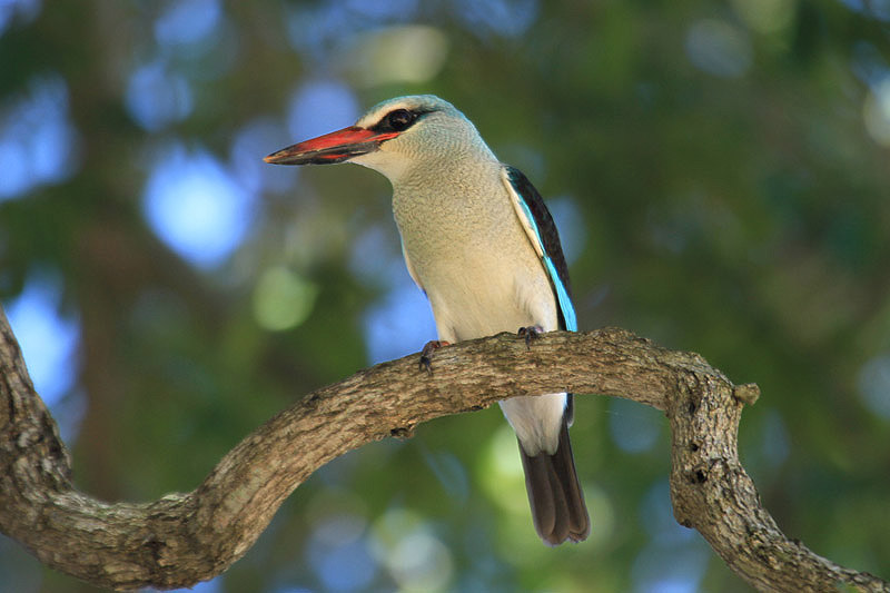 Woodland Kingfisher by Mick Dryden