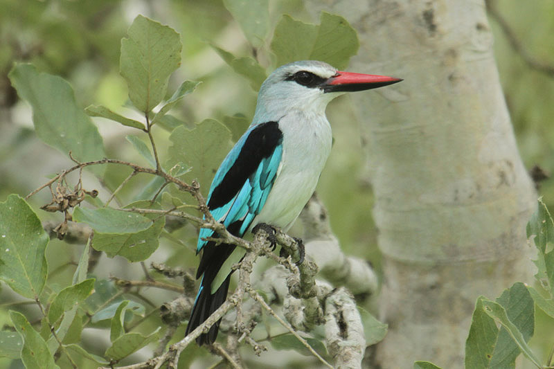 Woodland Kingfisher by Mick Dryden