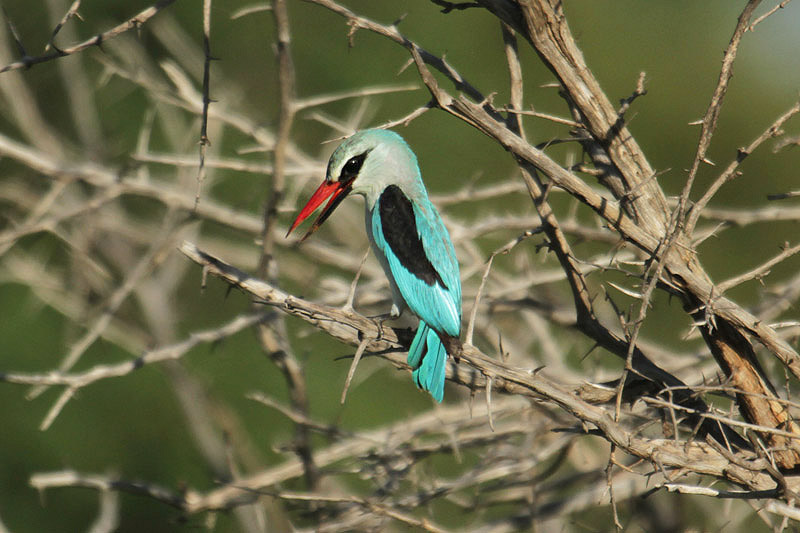 Woodland Kingfisher by Mick Dryden