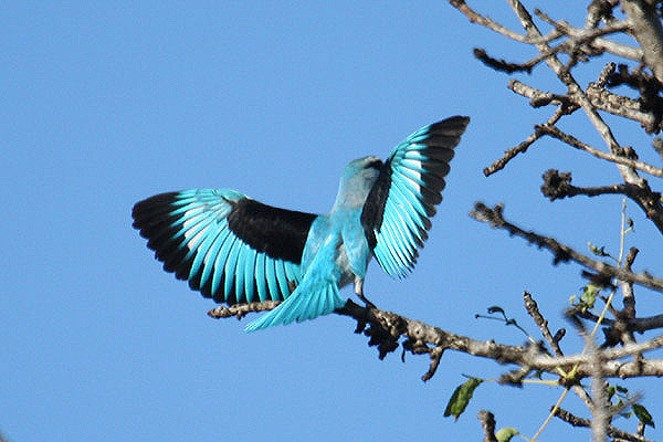 Woodland Kingfisher by Mick Dryden