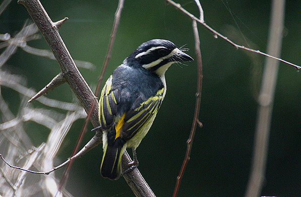 Yellow rumped Tinkerbarbet by Mick Dryden