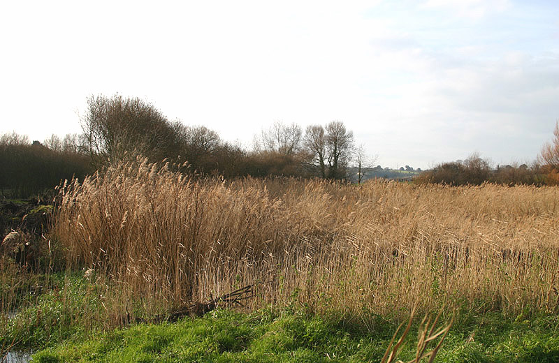 Grouville Marsh by Mick Dryden