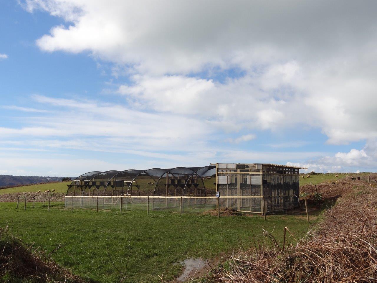 Red-billed Chough release aviary. Photo by Liz Corry