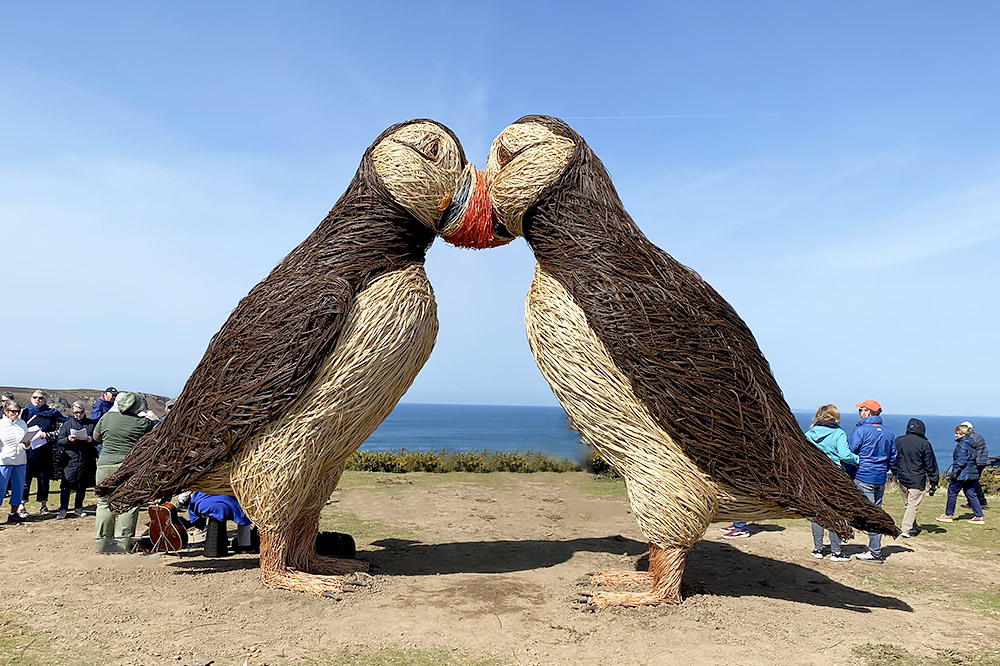 Puffins at Plemont by Mick Dryden