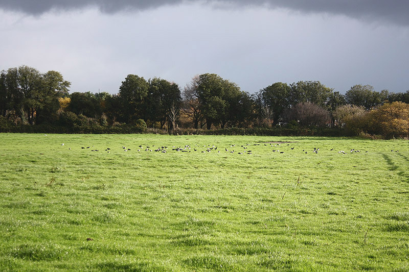 Goose Green by Mick Dryden