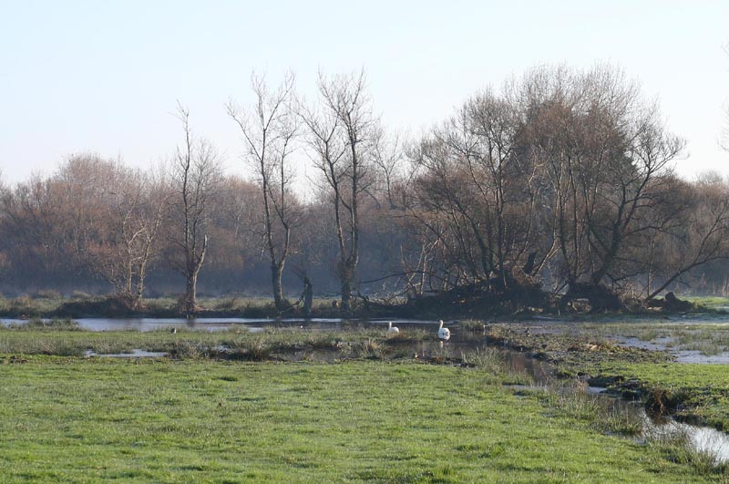 Grouville Marsh by Mick dryden