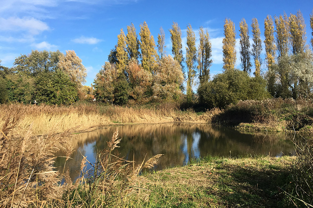 Grouville Marsh By Mick Dryden