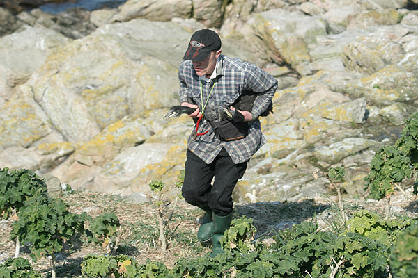 Cormorant ringing by Mick Dryden