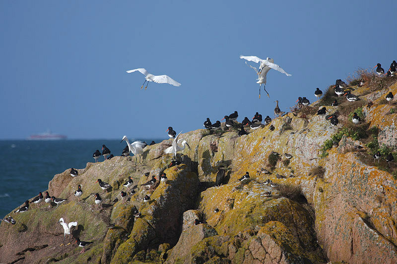 High tide roost at La Rocque by Miranda Collett