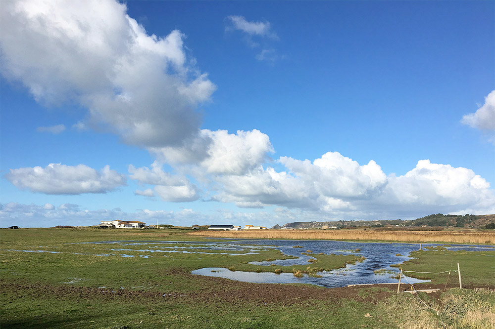 St Ouens Pond Scrape by Mick Dryden