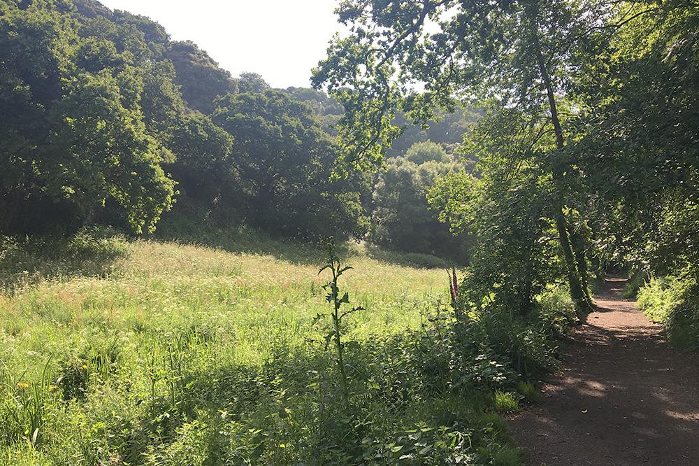 St Catherines Woods by Mick Dryden