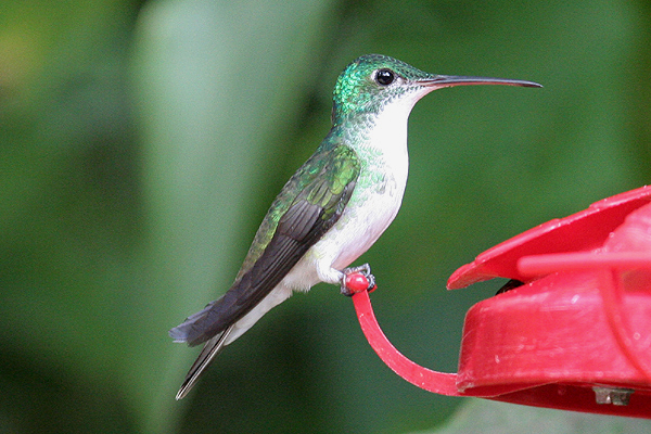 Andean Emerald by Mick Dryden