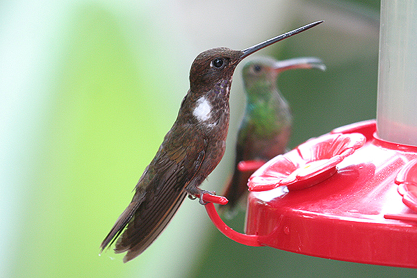 Brown Inca by Mick Dryden