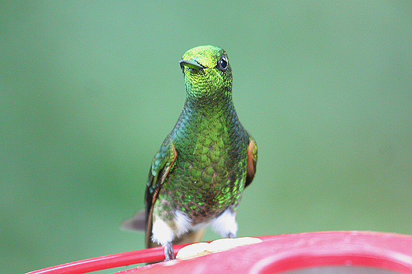 Buff-tailed Coronet by Mick Dryden