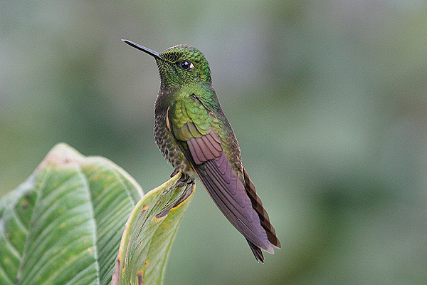 Buff-tailed Coronet by Mick Dryden