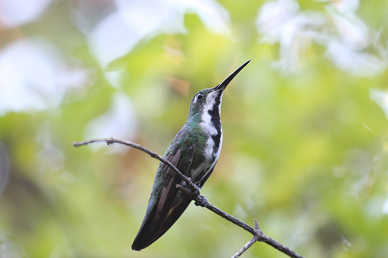 Black-throated Mango by Miranda Collett