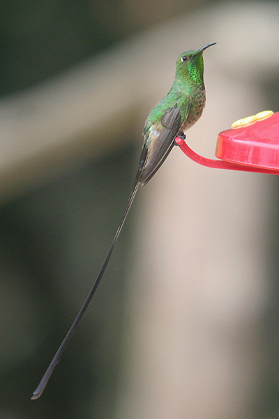 Black-tailed Trainbearer by Mick Dryden