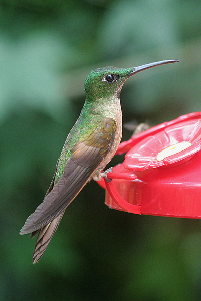 Fawn-breasted Brilliant by Mick Dryden