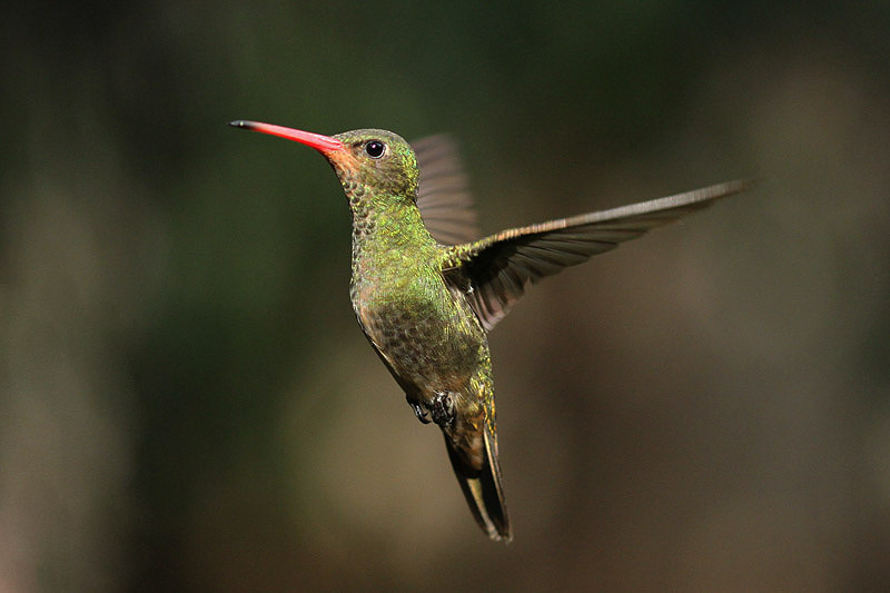 Gilded Sapphire by Mick Dryden