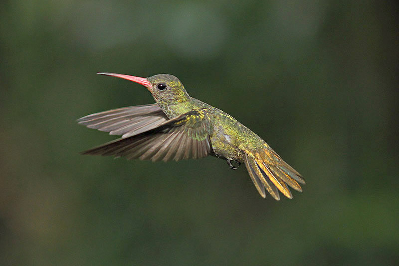 Gilded Sapphire by Mick Dryden