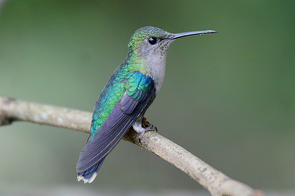 Green-crowned Woodnymph by Mick Dryden