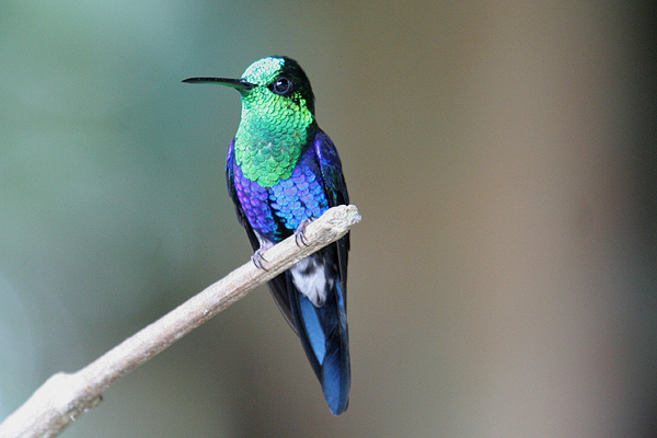 Green-crowned Woodnymph by Mick Dryden