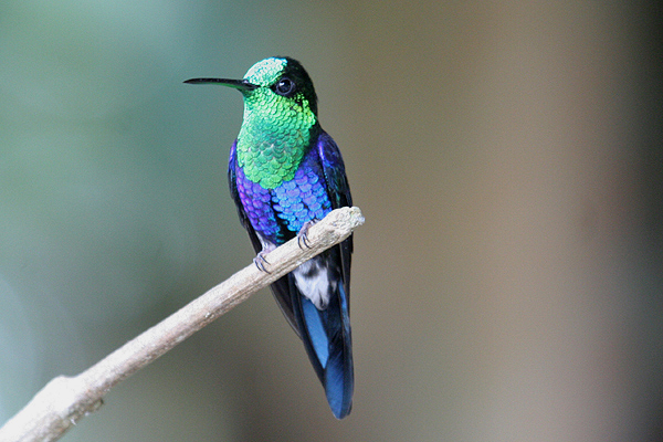 Green-crowned Woodnymph by Mick Dryden