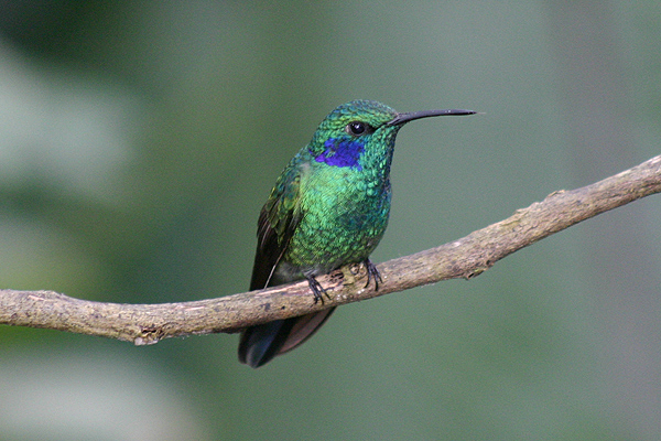 Green Violetear by Lynne Dryden