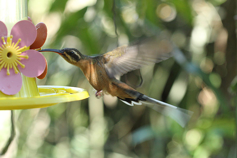 Planalto Hermit by Mick Dryden