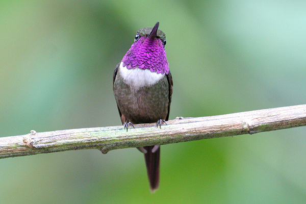 Purple-throated Woodstar by Mick Dryden