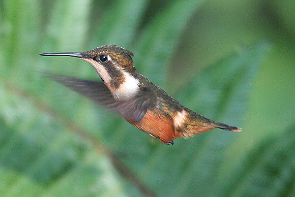 Purple-throated Woodstar by Mick Dryden