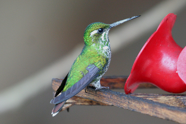 Purple-bibbed White-tip by Mick Dryden