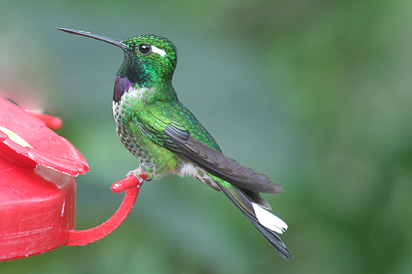 Purple-bibbed White-tip by Mick Dryden