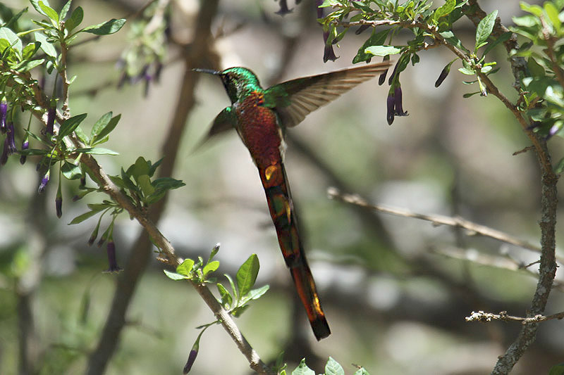 Red-tailed Comet by Mick Dryden